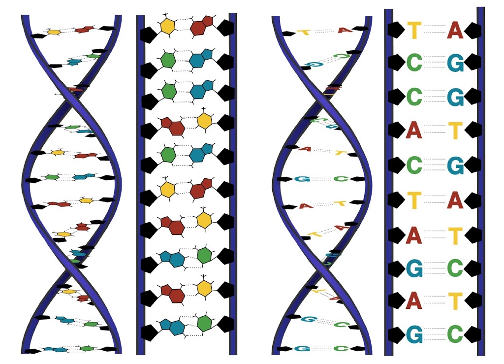 DNA, the genetic code of life